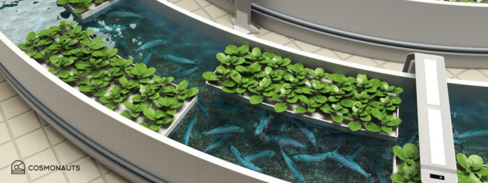 aquaponic